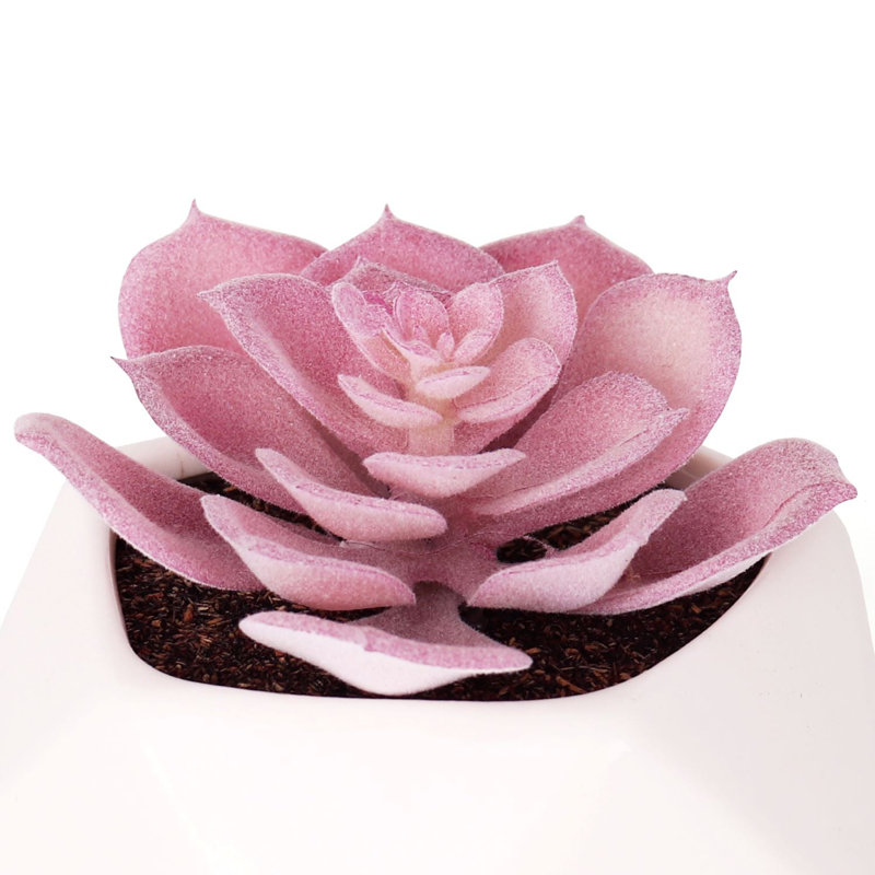 Primrue - succulente artificielle Echeveria