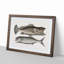 Skipjack & Hind Fish by Mark Catesby - Picture Frame Painting Print-55739588-55739587