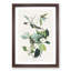 Warbling Flycatcher Birds by John Audubon - Framed Print-55612402-55612401