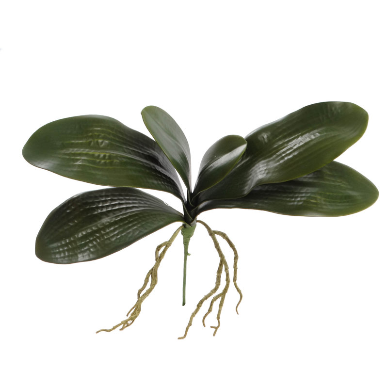 Phalaenopsis 12 "feuillage avec 6 feuilles réalistes et 2 racines