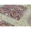 Wool Oriental Indoor Rug