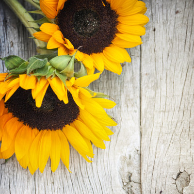 Tournesols par Morgan_Studio - Photographie sur toile tendue
