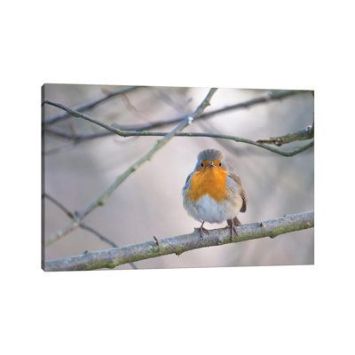 MTU170-Robin