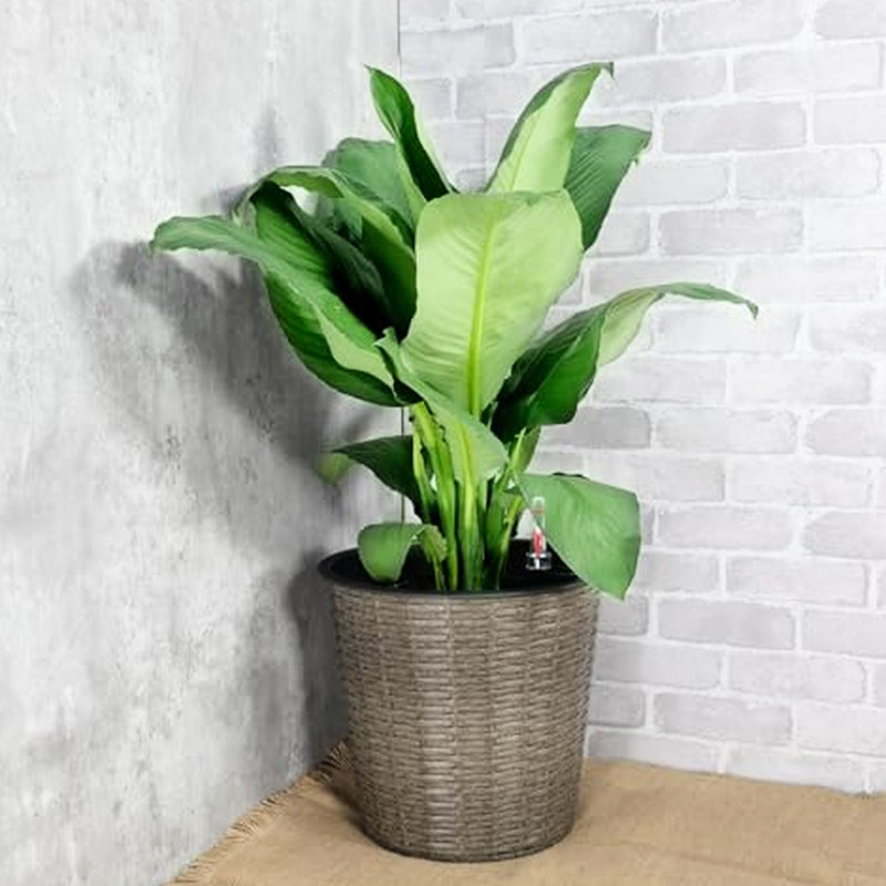 10,2 po Jardinière à arrosage automatique grise - pour les espaces extérieurs fascinants