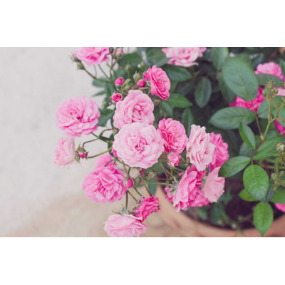 " Fairy Rose Blossom "