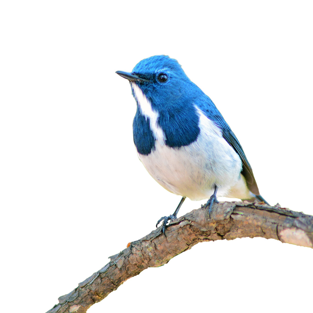 Fliegenfänger Vogel - Leinwandbild