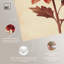 «Chrysanthemum Enchantment», art botanique rétro par Art Remedy-107783679-107783689