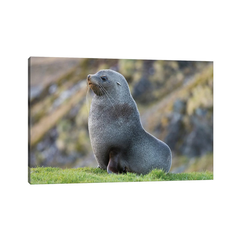 Antarctic Fur Seal (Arctocephalus Gazella) Bull. South Georgia Island 1 Piece Wrapped Canvas Wall Art