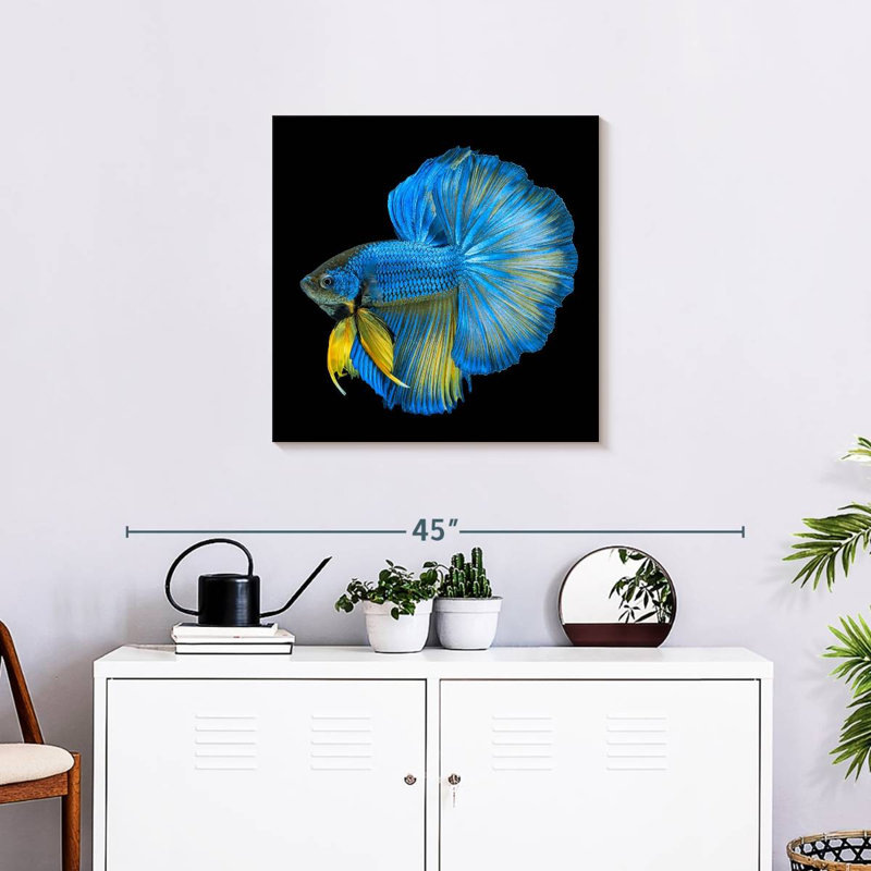Crowle Halfmoon Betta Fish, 24" H x 24" W