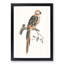 A Parrot by Johan Teyler - Framed Print-55453480-55453482