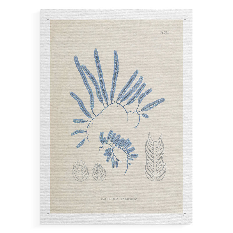 Blue Marine Algae II - Impression sur toile seulement - NON-CADRE, H 12 po x l 8 po