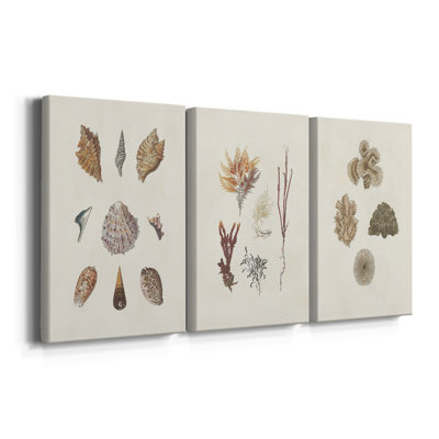 Knorr Shells & Coral VI  -Custom Wrapped Gallery Canvas - 3 Pieces