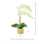 Orchid Arrangement in Fiberstone Pot with Moss