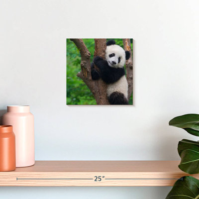 Bramble adorable panda