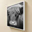 Nez de vache BW