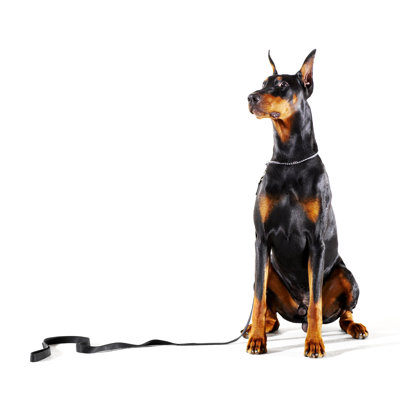 Doberman with Leash on White Background by Thomas Northcut