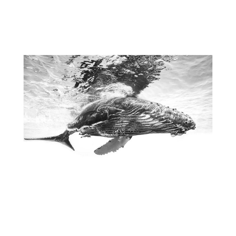 Humpback Whale Calf by Barathieu Gabriel - Wrapped Canvas Print, 30.48 cm H x 45.72 cm W