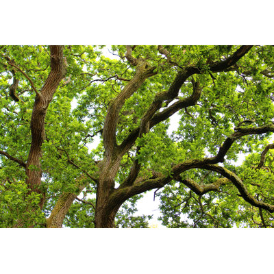 English oak tree 493567519