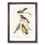 Grosbeak Birds by John Audubon - Picture Frame Painting Print-55608930-55608929