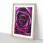 Striking Purple Rose Painting - Framed Print-56922515-56922517