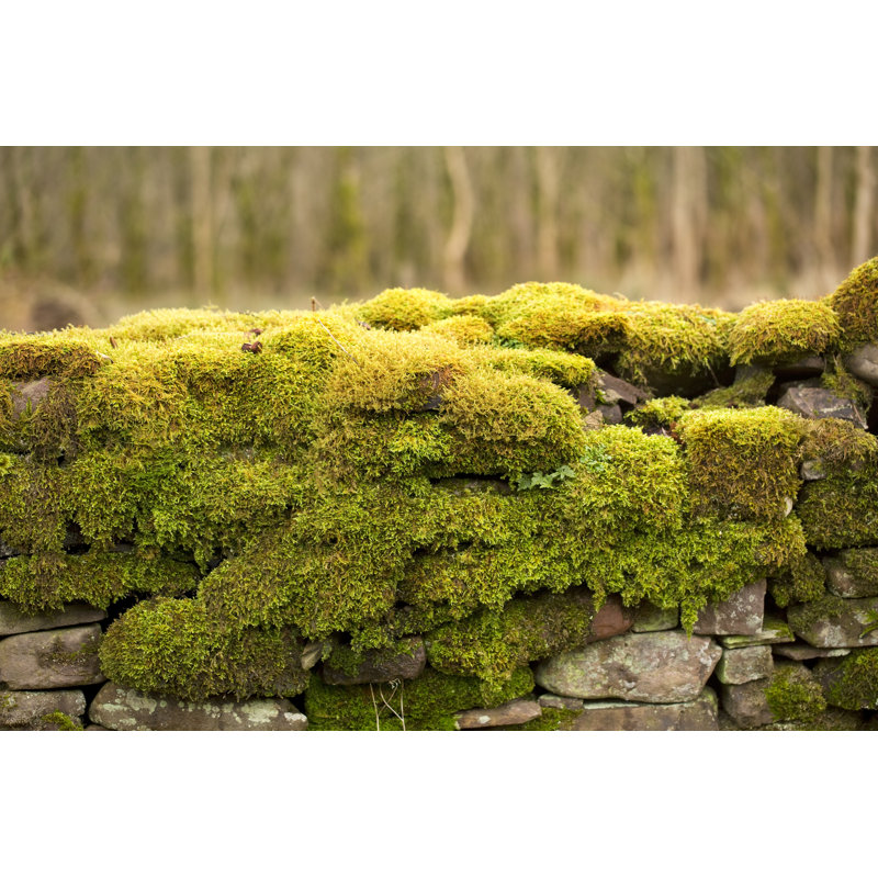 Mossy Wall - Photographie sur toile tendue, H 8 po x l 12 po