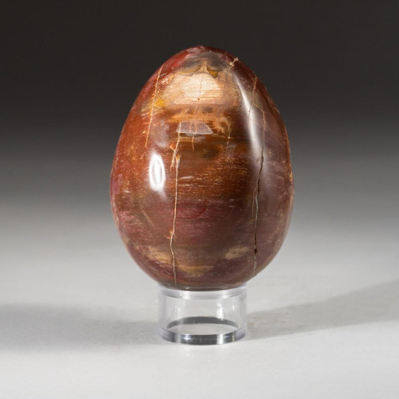 Polished Petrified Wood Egg From Madagascar (1.3 Lbs)