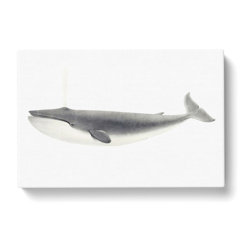 Blue Whale by C.M. Scammon - Wrapped Canvas Drawing Print, 40cm H x 60cm W x 3cm D