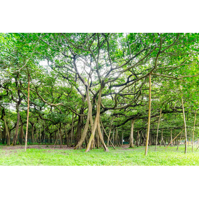 Great Banyan Tree - Wrapped Canvas Print
