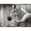 Rustic Horse Print On Canvas