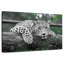 Jaguar aux yeux verts-107505882