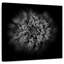 Fleurs Harnek Backyard en noir et blanc IV