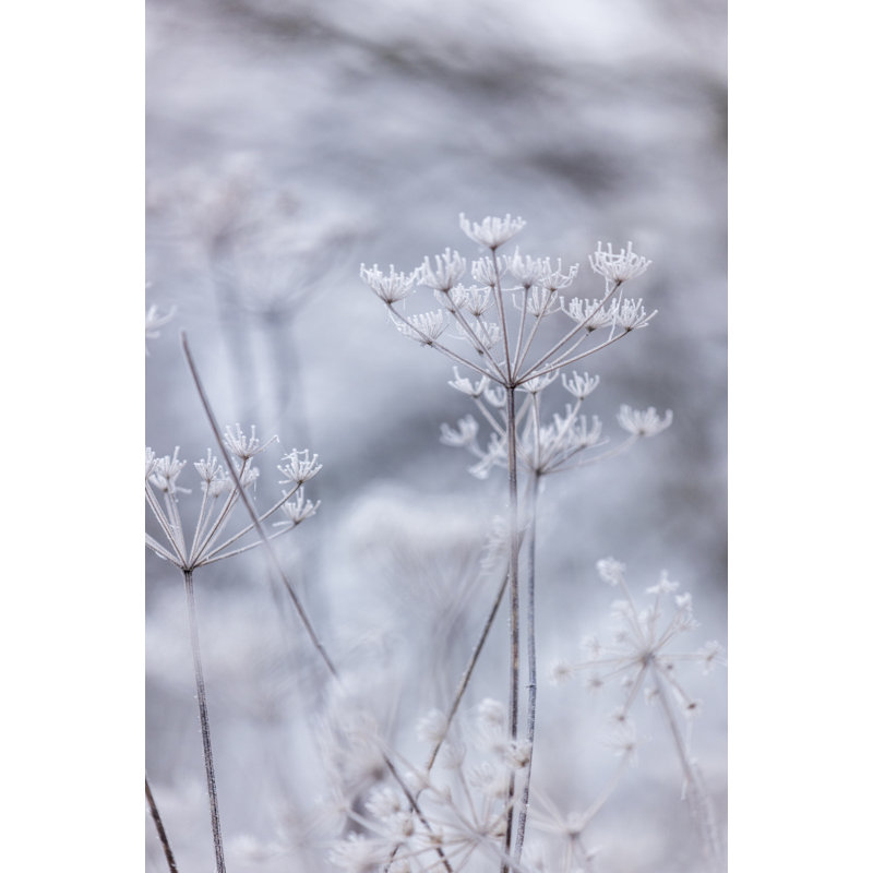 Wrapped Canvas Print, 76.2cm H x 50.8 cm W