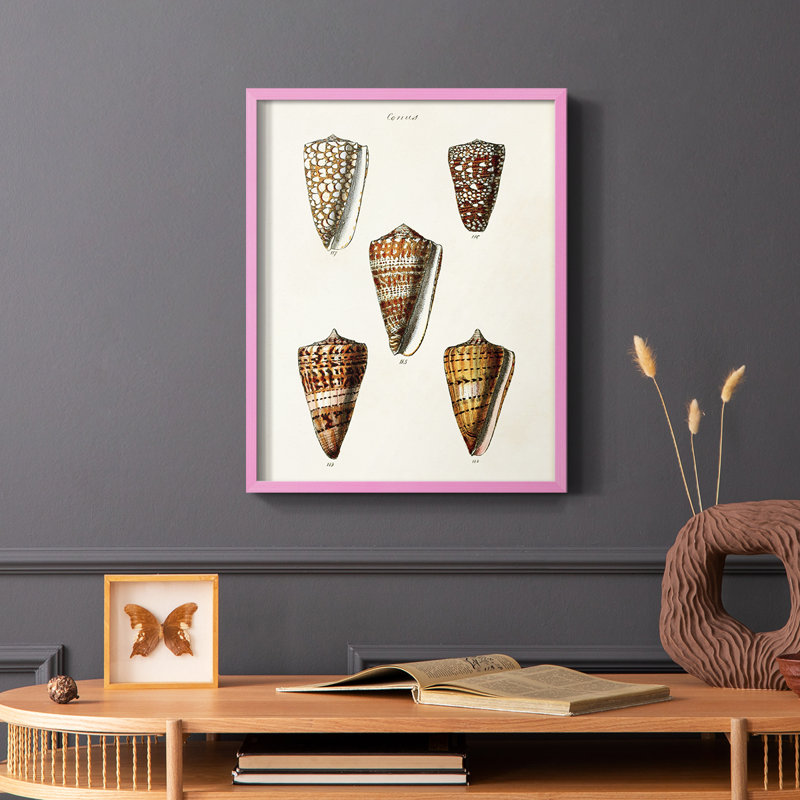 Impression encadrée «Cone Shell Collection II» - bois massif, H 10 po x l 8 po, Cadre photo rose simple
