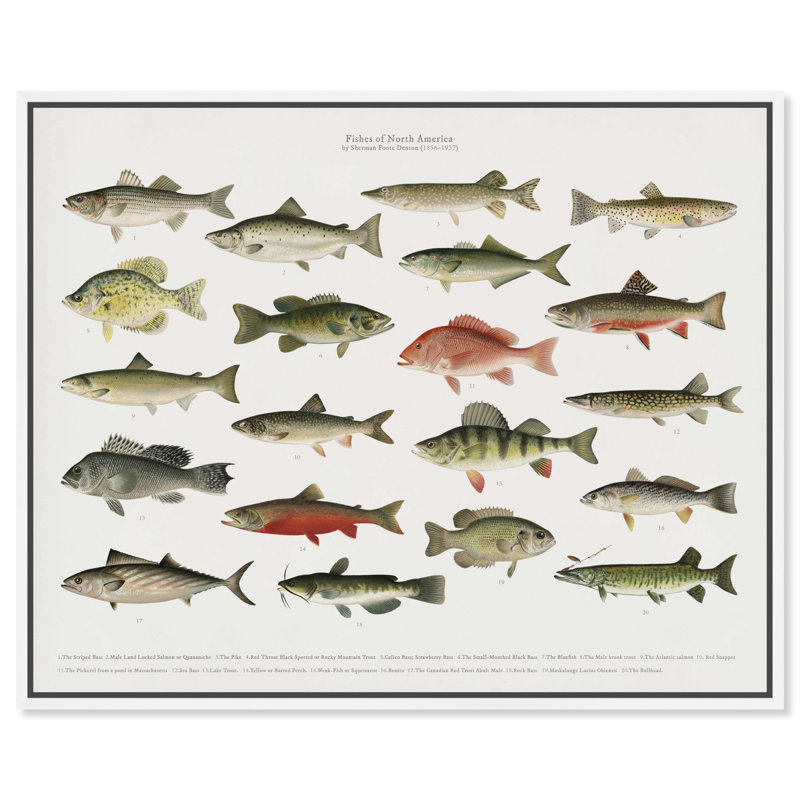 Poisson américain - peinture sur toile, Cadre blanc, H 24 po x l 20 po