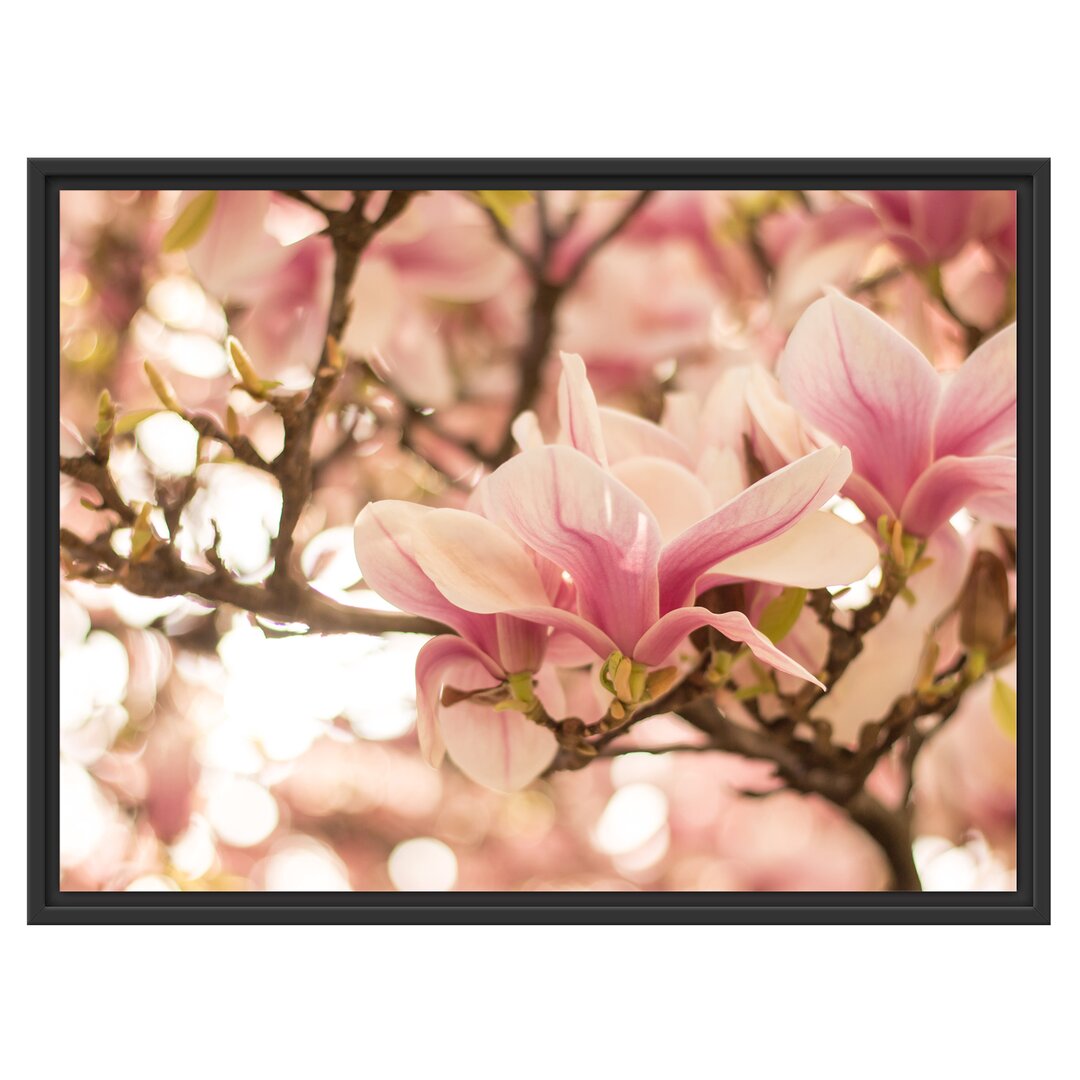 Gerahmtes Wandbild Rosa MagnolienblütenFrühling