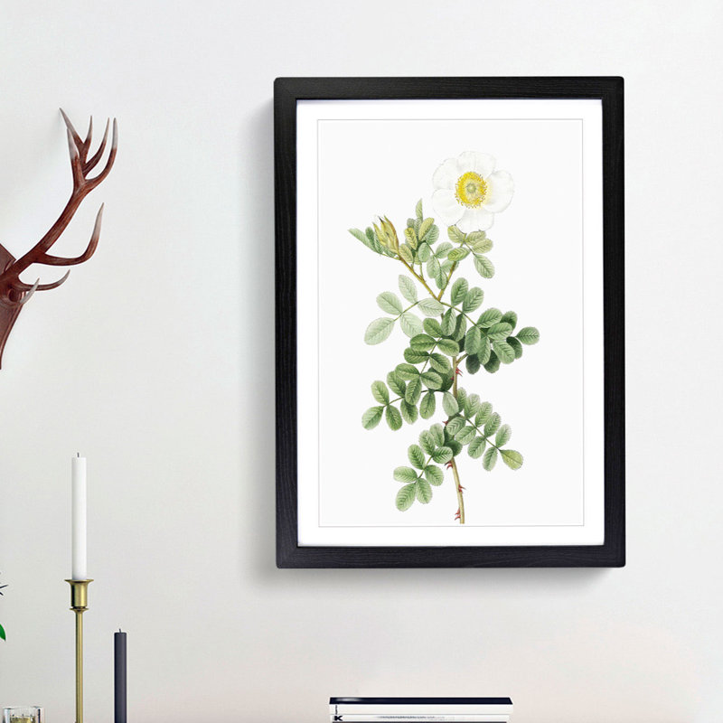 Macartney Rose in White by Pierre-Joseph Redoute - Picture Frame Painting Print, 48cm H x 36cm W x 2cm D, Black Framed