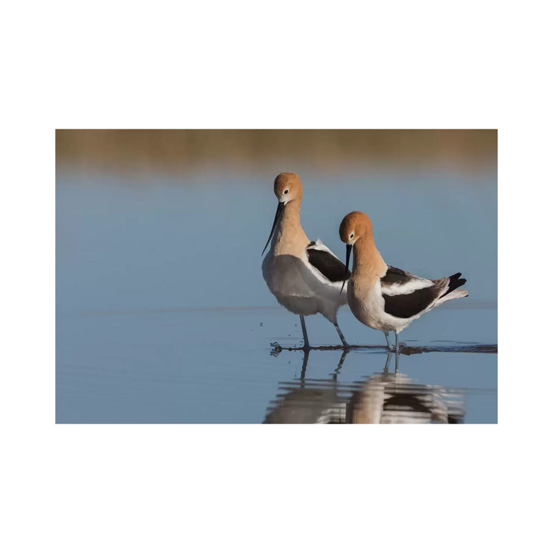 American Avocet Pair Courtship 1 Piece Wrapped Canvas Wall Art, 66.04 cm H x 45.72 cm W x 3.175 cm D