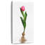Ampoule de jardin tulipe-821036810