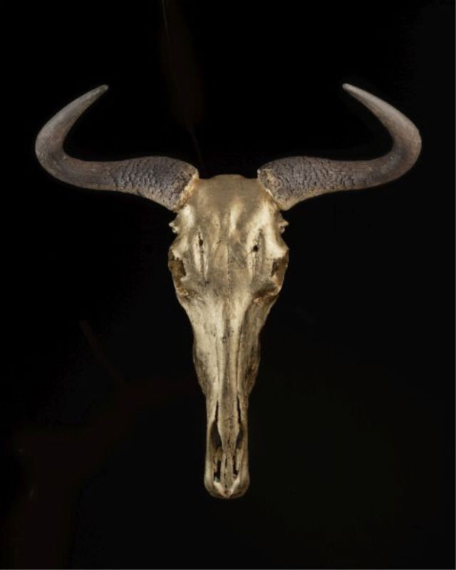 Skull And Bones I Print by Nash Rambler, Glass Coat, 30" H x 24" W x 1.5 D