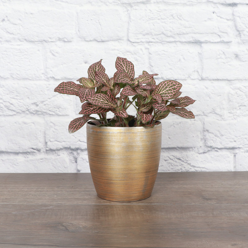 Live Pink Fittonia Nerve Plant in Classic Pot, Gold