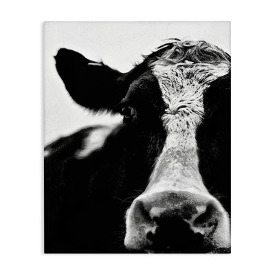 'Cow Close Up' Photographic Print
