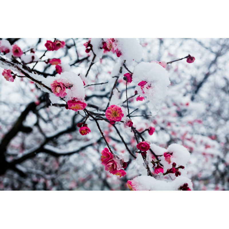 Japanese Plum Blossoms by AQtaro_neo - Wrapped Canvas Print, 30cm H x 46cm W