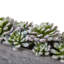 Succulent artificielle 2,25" en pot de fleurs