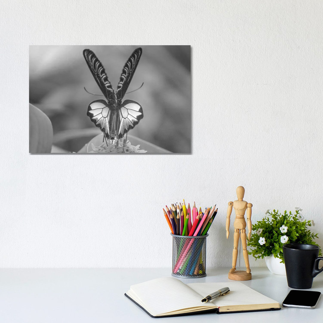 Birdwing Butterfly Showing Aposematic Coloration, Philippinen von Tim Fitzharris - No Frame Gallery-Wrapped Canvas Giclé...