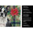 Boston Terrier Christmas PoinsettIas Kitchen Towel-2080583693