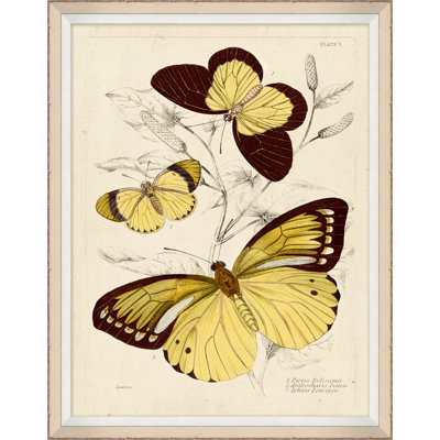 Yellow Butterflies 4 Print