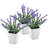 Kessinger Lavender Arrangement in Pot