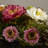Centre de table mixte dans un vase