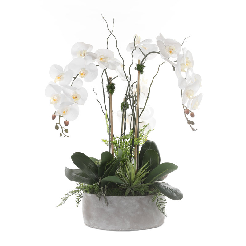 Orchid Arrangement in Pot