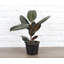 Live Burgundy Rubber Plant-49662164